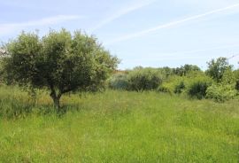 Lijepi maslinik u Taru s pogledom na more, Tar-Vabriga, Terreno