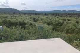 Tisno, prekrasno imanje 5003 m2; maslinik s legaliziranim objektom, Tisno, Land