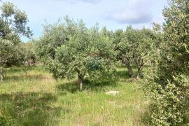 Tisno, prekrasno imanje 5003 m2; maslinik s legaliziranim objektom, Tisno, Terrain