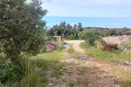 Tisno, prekrasno imanje 5003 m2; maslinik s legaliziranim objektom, Tisno, Land