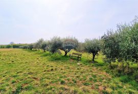 Istra, Umag - građevinsko zemljište okruženo maslinicima, Umag, Земля