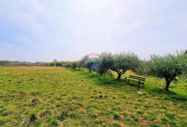 Istra, Umag - građevinsko zemljište okruženo maslinicima, Umag, Земля