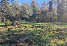 Fiorini, veliko poljoprivredno zemljište, Brtonigla, Terreno