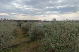 ISTRA,Vodnjan - maslinik sa 150 maslina, Vodnjan, Terrain