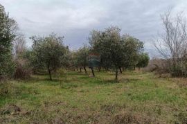 ISTRA,Vodnjan - maslinik sa 150 maslina, Vodnjan, Land