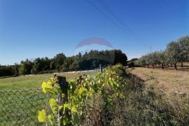 Lovreč, okolica prodaje se prekrasno poljoprivredno zemljište, Sveti Lovreč, Land