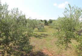 Istra,Vodnjan okolica,građevinsko-poljoprivredna parcela, Vodnjan, Terreno