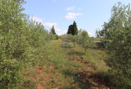 Istra,Vodnjan okolica,građevinsko-poljoprivredna parcela, Vodnjan, Terrain