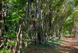 Poljoprivredna parcela , rub građevinske zone , voda na terenu, Umag, Земля