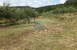 Istra, Buzet, maslinik - hitna prodaja!, Buzet, Terrain