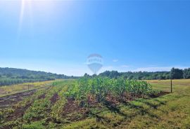 Istra,Buje okolica-Veliko negrađevinsko zemljište, Buje, Land