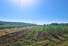 Istra,Buje okolica-Veliko negrađevinsko zemljište, Buje, Land