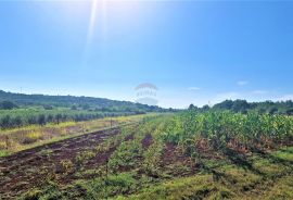 Istra,Buje okolica-Veliko negrađevinsko zemljište, Buje, Γη