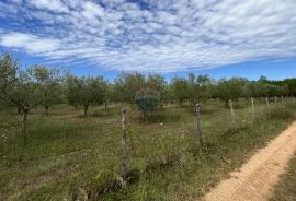 Labinci - okolica, uređeni i ograđeni maslinik na izvrsnoj lokaciji, Kaštelir-Labinci, Arazi