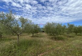 Labinci - okolica, uređeni i ograđeni maslinik na izvrsnoj lokaciji, Kaštelir-Labinci, Tierra