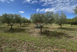 Labinci - okolica, uređeni i ograđeni maslinik na izvrsnoj lokaciji, Kaštelir-Labinci, Land