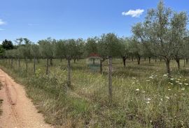 Labinci - okolica, uređeni i ograđeni maslinik na izvrsnoj lokaciji, Kaštelir-Labinci, أرض