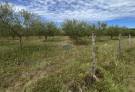 Labinci - okolica, uređeni i ograđeni maslinik na izvrsnoj lokaciji, Kaštelir-Labinci, Arazi