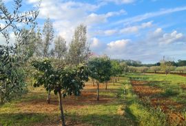 Kaštelir: Kombinacija, građevinsko zemljište i maslinik, Kaštelir-Labinci, Zemljište