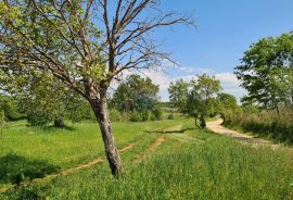 Poreč okolica: Građevinsko zemljište 7 km od Poreča, Poreč, Tierra