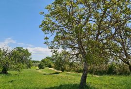 Poreč okolica: Građevinsko zemljište 7 km od Poreča, Poreč, Tierra