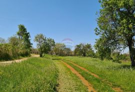 Poreč okolica: Građevinsko zemljište 7 km od Poreča, Poreč, Tierra