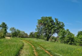 Poreč okolica: Građevinsko zemljište 7 km od Poreča, Poreč, Tierra