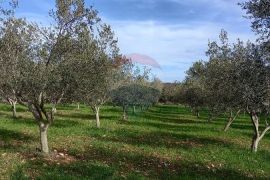 Istra, okolica Vodnjana, maslinik i pašnjak, Vodnjan, Terrain