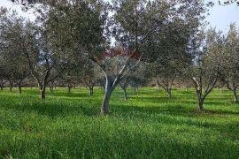 Istra, okolica Vodnjana, maslinik i pašnjak, Vodnjan, Terrain