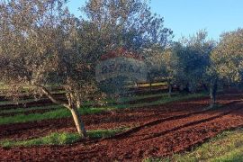 Istra, Fažana, zemljište s maslinikom, Fažana, Terreno