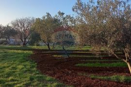 Istra, Fažana, zemljište s maslinikom, Fažana, Terrain