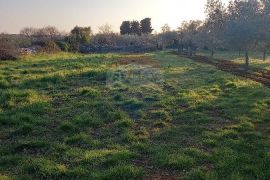 Istra, Fažana, zemljište s maslinikom, Fažana, Terrain