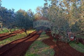 Istra, Fažana, zemljište s maslinikom, Fažana, Zemljište