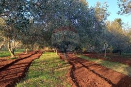 Istra, Fažana, zemljište s maslinikom, Fažana, Terreno