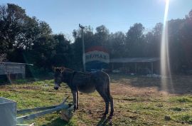 Istra, Vrsar, lijepo građevinsko zemljište veličine 1842 m2 na odličnoj lokaciji, Vrsar, Terreno