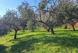 Mošćenice,poljoprivredno zemljište,maslinik, Mošćenička Draga, Terrain