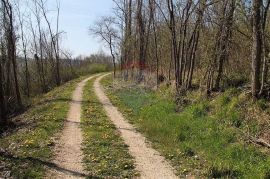 Istra, šuma pored Oprtlja u blizini građevinske zone, Oprtalj, Land