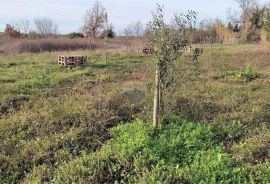 Istra,atraktivno zemljište u blizini Umaga i mora, Umag, Zemljište