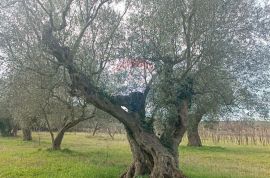 Rovinj, poljoprivredno zemljište s upisanom poljskom kućicom, Rovinj, Land