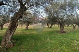 Rovinj, poljoprivredno zemljište s upisanom poljskom kućicom, Rovinj, Land