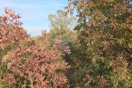 Istra, Fažana okolica, 4 poljoprivredne parcele, Fažana, Tierra