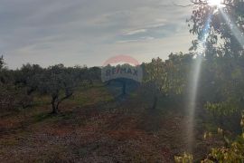 Istra, Fažana okolica, maslinik i parcela, Fažana, Земля