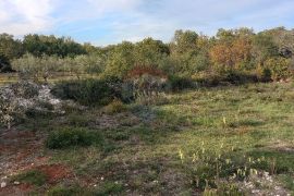 Istra, Fažana okolica, maslinik i parcela, Fažana, Land