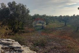 Istra, Fažana okolica, maslinik i parcela, Fažana, أرض