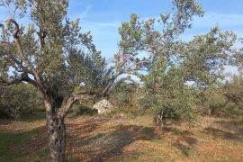 Istra, Fažana okolica, maslinik i parcela, Fažana, Terrain