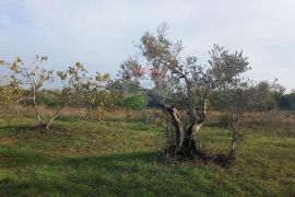 Istra, Fažana okolica, maslinik i parcela, Fažana, Zemljište