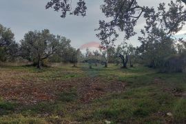 Istra, Fažana okolica, maslinik i parcela, Fažana, Земля