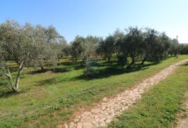 BRTONIGLA-građevinsko zemljište, Brtonigla, Land