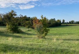 Oprtalj, građevinsko zemljište površine 7136 m2, Grožnjan, Terreno