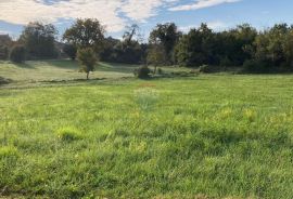 Oprtalj, građevinsko zemljište površine 7136 m2, Grožnjan, Terreno